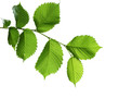 Green Elm Leaves Green Elm Leaves