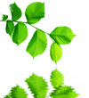 Elm Leaves