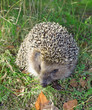 hedgehog on the green background