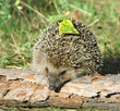 hedgehog on the green background