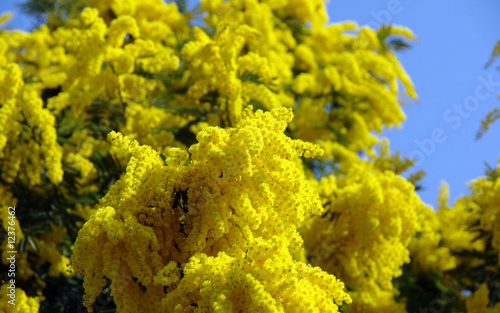 Mimosa