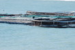 pisciculture
