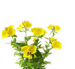 Sundrop Flowers