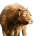 vache (limousine) détourée