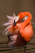 Preening American Flamingo