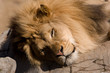 Napping Lion