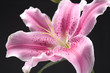 Smell of flowers