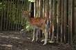Mammal in  zoo
