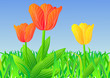 rote und gelbe Tulpen im Gras