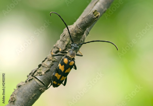 Foto: Vierbindiger Schmalbock Vierbindiger Schmalbock