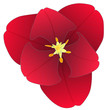 rote Tulpenblüte
