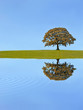 Oak Tree Autumn