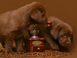 Two chocolate puppies. Two chocolate puppies.