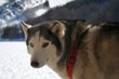 Siberian Husky Siberian Husky