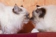 deux sacrés de birmanie face à face - confrontation deux sacrés de birmanie face à face - confrontation