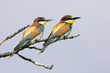 cuple of bee eater waiting for food in a branch