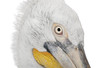Dalmatian Pelican - Pelecanus crispus(18 months)