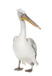 Dalmatian Pelican - Pelecanus crispus(18 months)