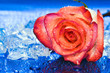 ice with rose on blue background