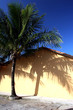 palm tree