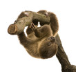 baby Two-toed sloth (4 months) - Choloepus didactylus