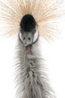 Grey Crowned Crane - Balearica regulorum (18 months)