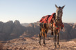beduin donkey