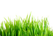 Grass 1