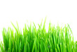 Grass 2