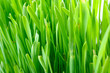 Grass 5