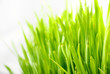 Grass 6