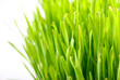 Grass 7