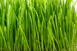 Grass 10
