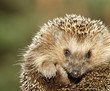 Hedgehog Hedgehog