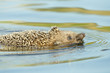 Hedgehog