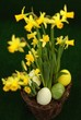 oeufs de pâques cachés au milieu des jonquilles