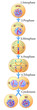 Mitosis of a somatic cell