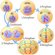 Mitosis and cell cycle