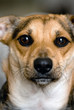 Photo: serious young dog serious young dog