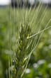rural scenery, spring time, wheat field