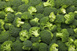 Photo: Broccoli Broccoli
