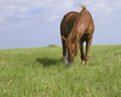 Sassy grazing