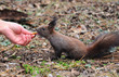squirrel