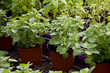 seedlings at the florist