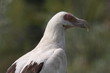 rapace