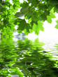 Ahorn, Wasser