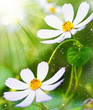 Photo: Fairy Fairy