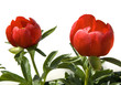 Pfingstrosen, Paeonia peregrina,