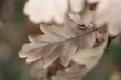 Feuille d'hiver