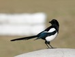 magpie alighted on a concrete bar magpie alighted on a concrete bar